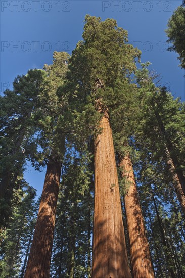 A forest of trees.