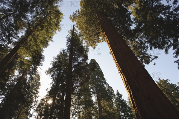 A forest of trees.