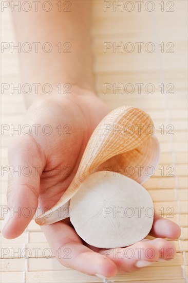 Hand holding seashells