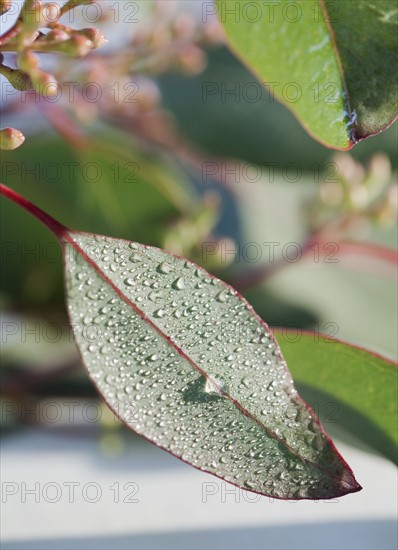 Leaves