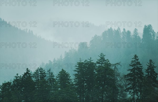 Mountain landscape with trees.