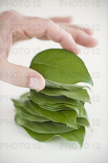 A hand stacking leaves.