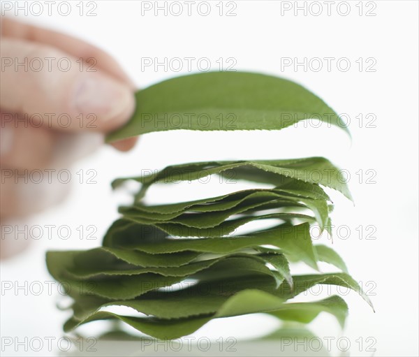 A hand stacking leaves.