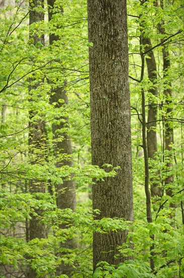 A forest of trees.