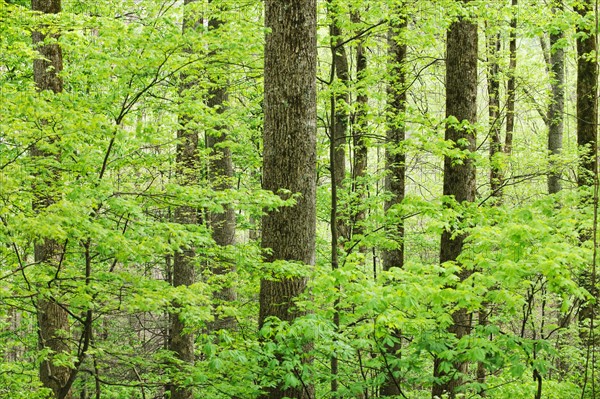 A forest of trees.