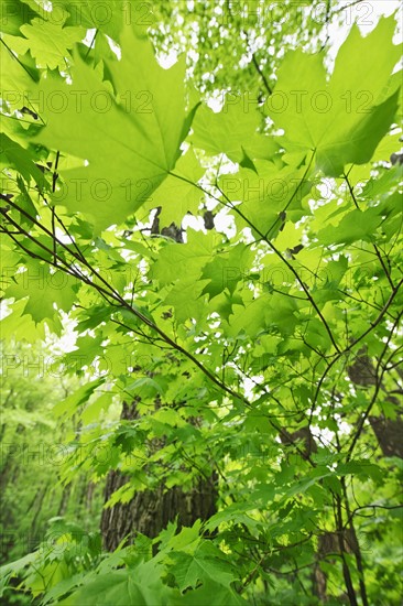 A forest of trees.