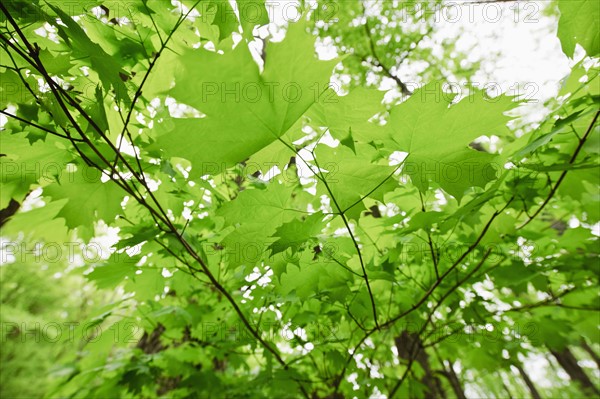 A forest of trees.