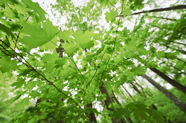 A forest of trees.