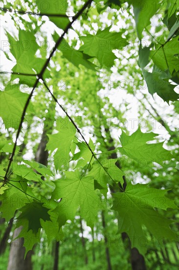 A forest of trees.