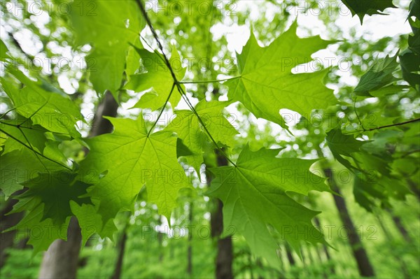 A forest of trees.