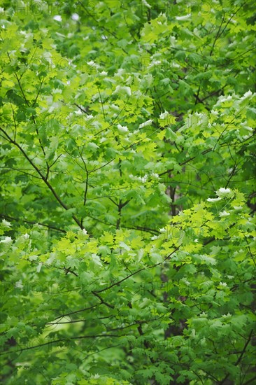 A forest of trees.