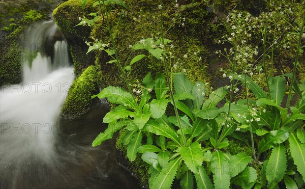 Flowing creek.