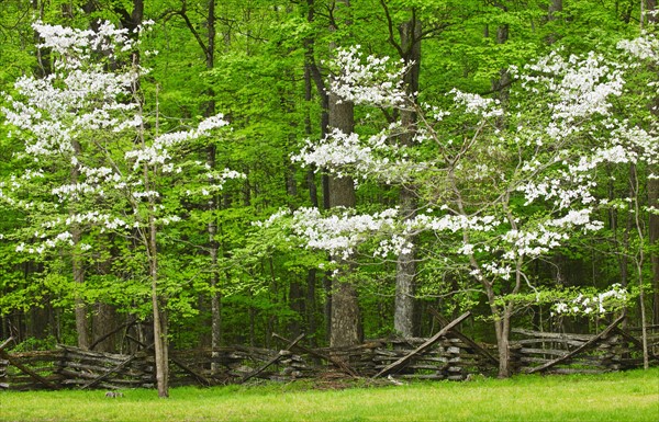 A forest of trees.