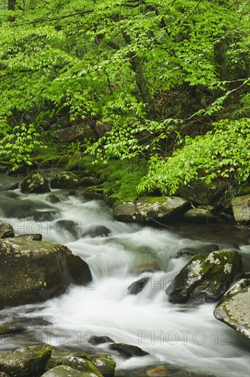 Flowing creek.