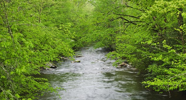 Flowing creek.