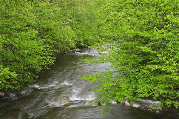 Flowing creek.