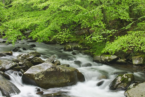 Flowing creek.