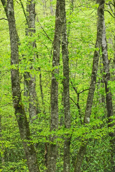 A forest of trees.