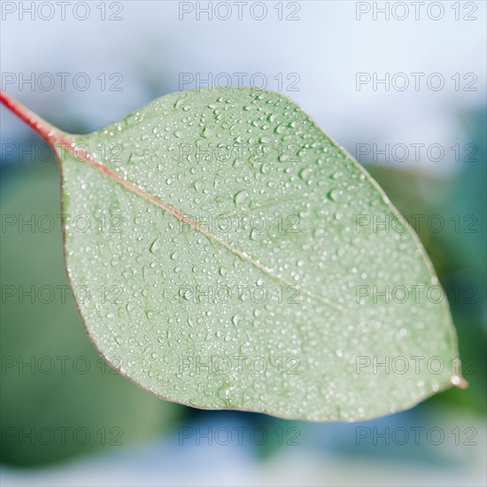 Leaves