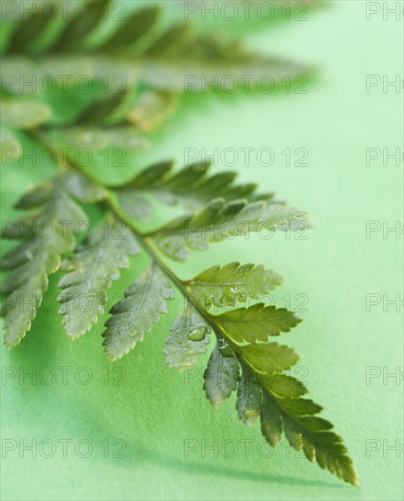 Leaves