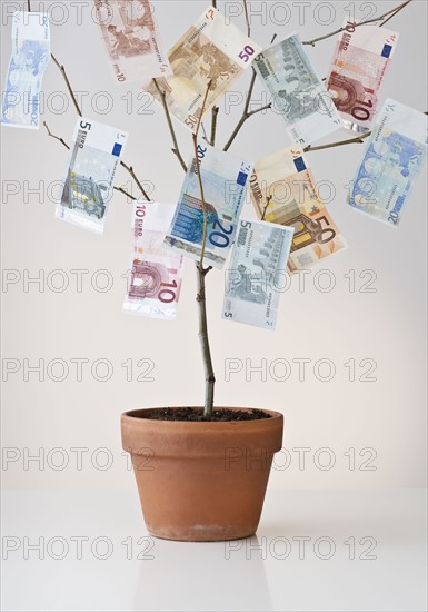 Money growing in a pot.