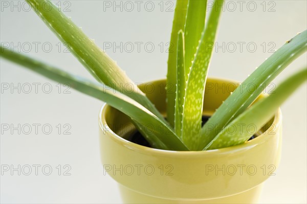 Aloe.