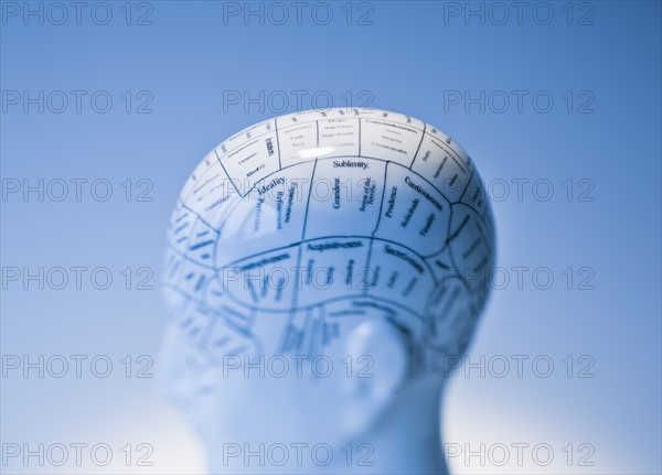 Model of human brain.
