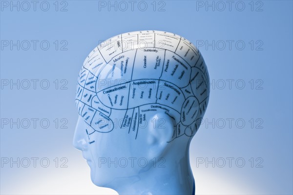 Model of human brain.