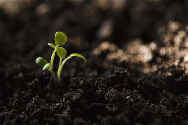 Baby plants