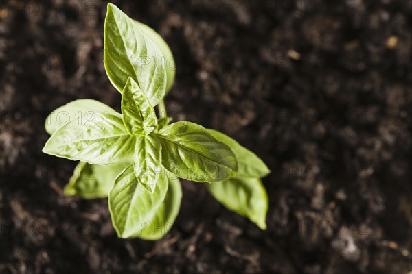 Herb basil