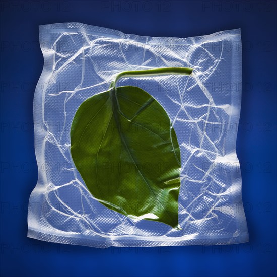 Shrink wrapped green leaf