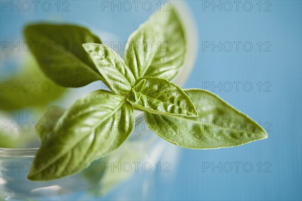 Herb basil