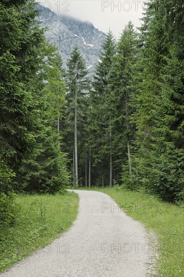 Path in forest