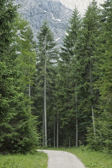 Path in forest