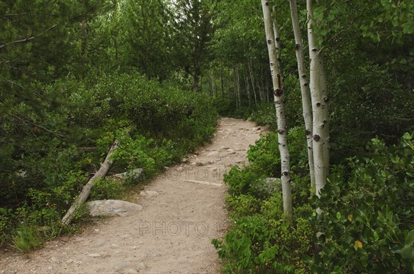 Forest path