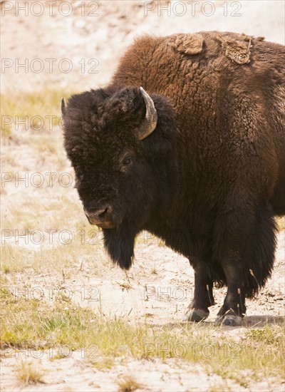 Bison.