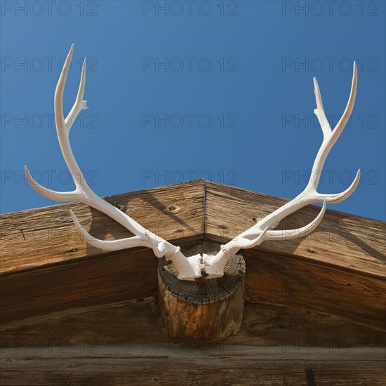 Elk antlers.