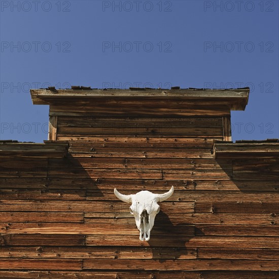 Steer skull on barn.