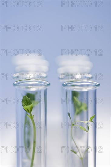Test tubes with plants.