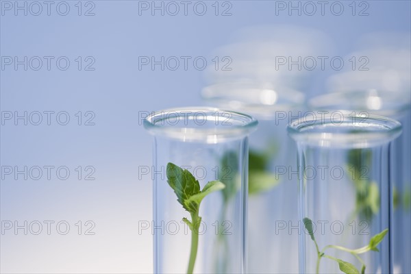 Test tubes with plants.