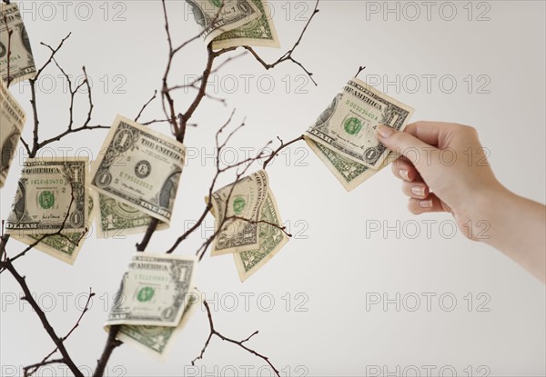 Money tree.