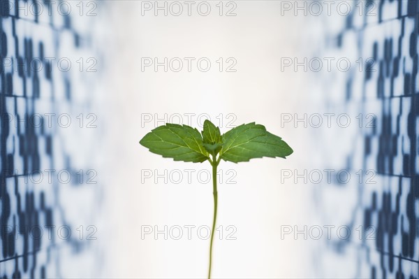 Leaf against medical background.