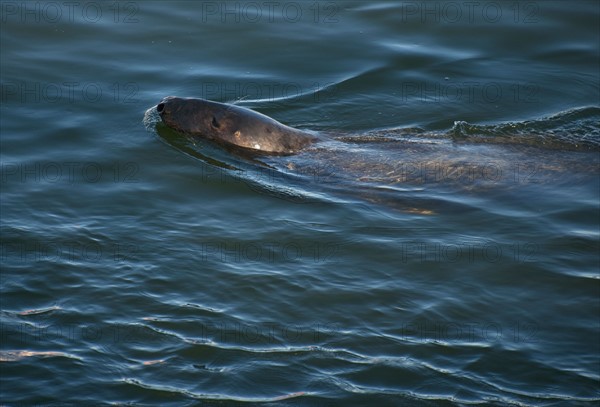 Harbor seal.