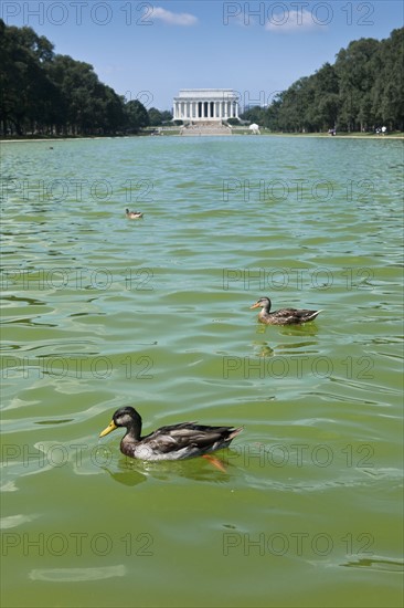 Ducks swimming.