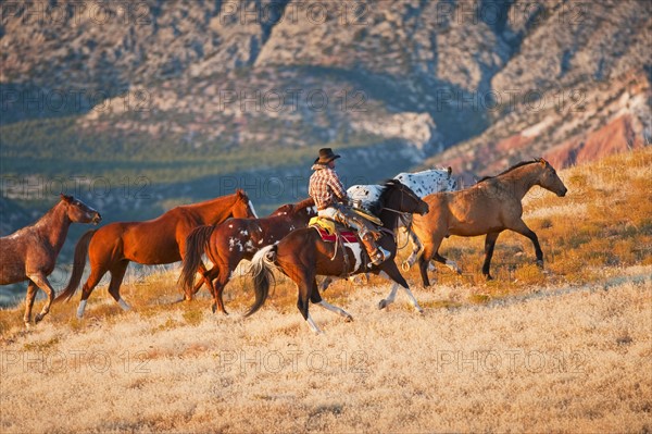 Cowboy herding wild horses.