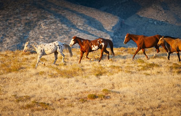 Wild horses.