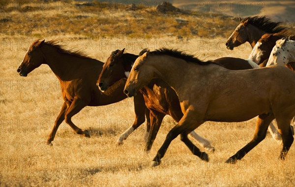 Wild horses.