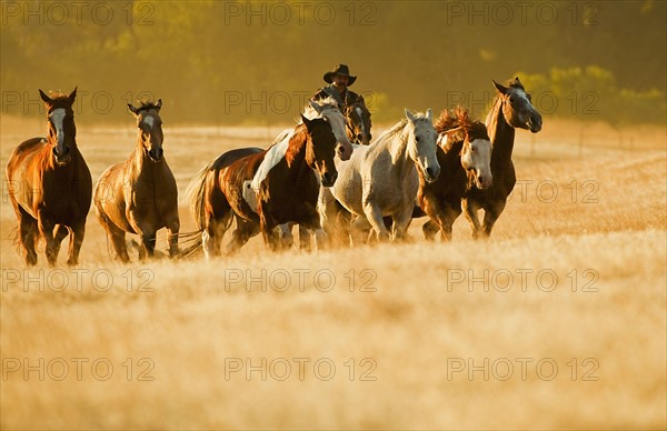 Cowboy herding horses.