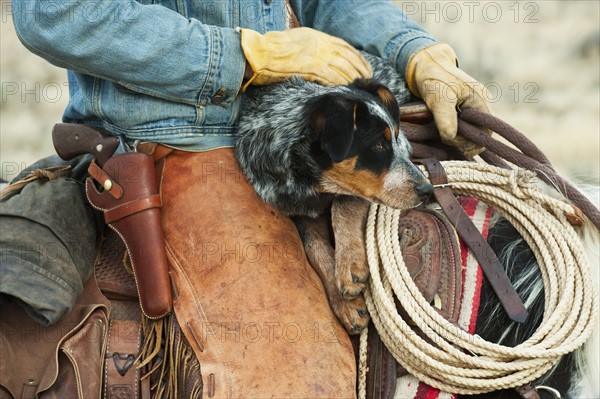 Cowboy and dog on horse.