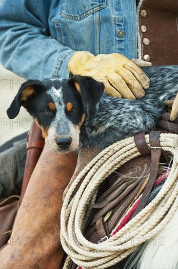 Cowboy and dog on horse.